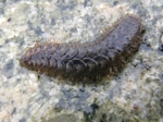 Scale Worm, Halosydna sp