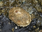 Keyhole Limpet, Diodora aspera