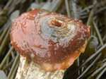 Keyhole Limpet, Diodora aspera