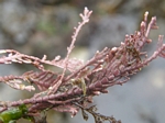 Coralline Algae, Corallina sp.