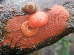 Red Nudibranch, Rosanga pulchra, eggs case