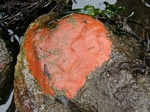 Red Sponge, Ophlitaspongia pennata 