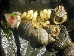 Dog Whelks, Nucella emarginata, and eggs