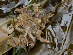 Graceful Decorator Crab, Oregonia gracilis