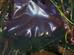 Iridescent seaweed, Mazzaella splendens