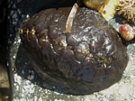 Black Katy Chiton, Katharina tunicate