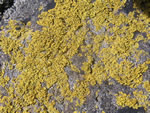 Mealy Sunburst Lichen, Xanthoria candelaria