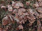 Coralline Algae, Corallina sp.