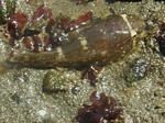 Northern Clingfish, Gobiesox maeandricus