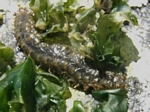 Scale Worm, Halosydna brevisetosa