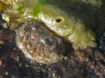 Slipper Limpet, Crepidula nummaria