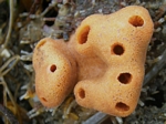 Sea Sponge, Demosponge sp