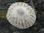 Pacific Plate Limpet, Tectura scutum