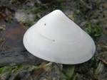 PlaWhitecap Limpet, Acmaea mitra