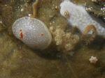 Nanaimo Nudibranch, Acanthodoris nanaimoensis