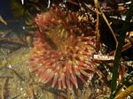 Dahlia Anemone, Urticina eques