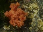 Orange Sea Cucumber, Cucumaria miniata
