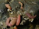 Spaghetti Worms, Terebellid sp 