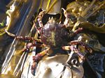 Juvenile Shield-backed Kelp Crab, Pugettia producta
