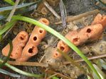 Orange Finger Sponge, Neoesperiopsis rigida