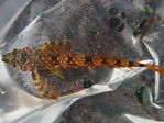  Longfin Sculpin, Jordania zonope