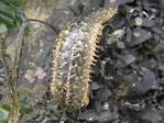 Eighteen-scaled Worm, Halosydna brevisetosa