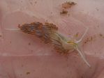 Opalescent Nudibranch, Hermissenda crassicornis