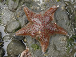 Leather Star, Dermasterias imbricata