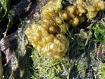 Boring Sponge, Cliona Ccelata