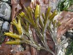 Pacific Rockweed, Fucus gardneri