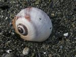 Lewis's Moonsnail, Polinices lewisii