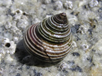 Western Ribbed Topshell, Calliostoma ligatum