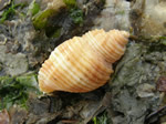 Channeled Dogwinkle, Nucella canaliculata