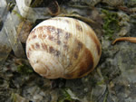 Northern Striped Dogwinkle, Nucella ostrin