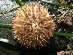 Green Urchin, Strongylocentrotus droebachiensis