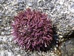 Purple Sea Urchin	, Strongylocentrotus purpuratus