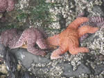 Marine Life Trivia 1 - Sea Stars