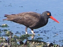 Oystercatcher