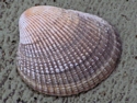 Nuttall's Cockle