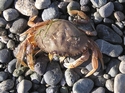 Crab