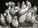 Leaf Barnacles