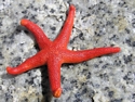 Pink Star