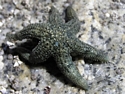 Sea Star