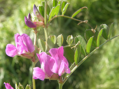 Purple Peavine