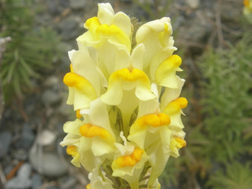 Toadflax