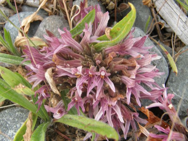 Cancer Root
