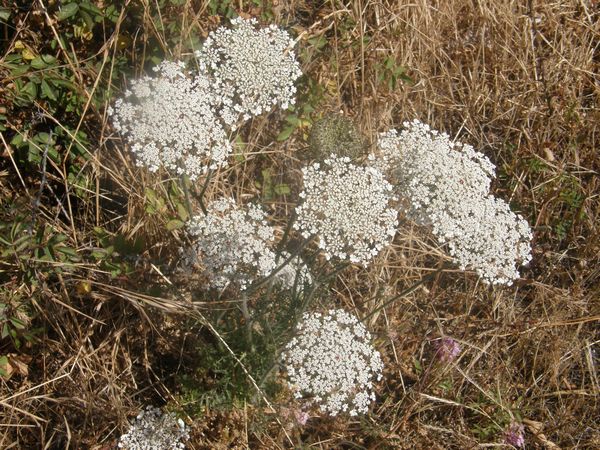 Queen Ann's Lace,