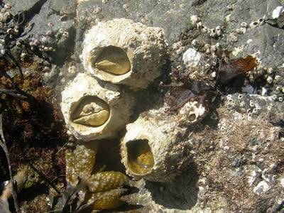 Giant Acorn Barnacles