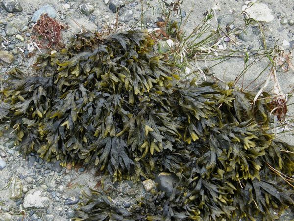 Rockweed