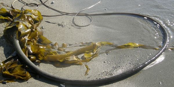 Bull Kelp